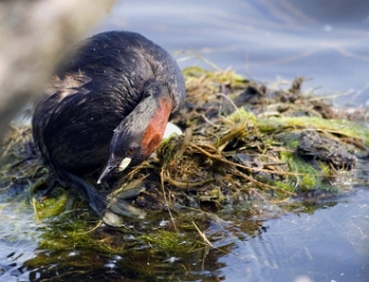 grebe castagneux 2